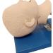 Neonatal oronasal Intubation Model Airway Management Trainer PVC Demo for Science Education School Teaching Display Model - Buy Online on GoSupps.com