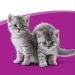 Whiskas Milk Kitten Treats - Delicious Snacks for Healthy Growth | 6 Pack x 66g Chicken | Ideal for 2-12 Months Old Cats - Buy Online on GoSupps.com