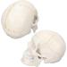 Life Size Human Head Skull Anatomical Model Upgraded Removable Human Adult Skull Head Bone Mold Anatomical Replica for Student Study Course Educational Study - Buy Online on GoSupps.com