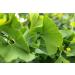Health Embassy Ginkgo Biloba Leaf (100g) - Premium Quality Mixed Herbs | Pack of 1 - Buy Online on GoSupps.com