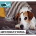 Optipet 3-in-1 Animal Brush for Dogs & Cats | Shorthair | Safe Massage Wet Use | Strengthens Fur & Removes Hair | Washable & Easy Care - Buy Online on GoSupps.com