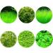 Haloppe 600 Pcs Water Grass Flowers Plant Seeds | Aquatic Plants for Home Garden & Aquarium Decoration - Buy Online on GoSupps.com