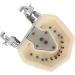 Samnuerly Dental Tooth Model with 28 Screws & Removable Silicone Gums | Ideal for Preparation & Demonstration - Buy Online on GoSupps.com