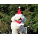 Pet Leso Red Christmas Hat for Cats & Dogs | Festive Holiday Accessory for Pets - Buy Online on GoSupps.com