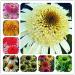 Fresh SEEDS 100pcs Echinacea Purpurea Flowers for Planting Mixed 1 - Buy Online on GoSupps.com