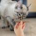 tiopeia 30 PCS Cat Catnip Sticks Natural Matatabi Chew Sticks as Dental Treat Teeth Grinding Chew Toys for Cat Kitten Kitty - Buy Online on GoSupps.com