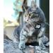 Travel Cat Harness and Leash Set - Adjustable Comfort Fit Mesh Vest Harnesses with Reflective Strap - Snug Fit Harness for Cats Kitten for Outdoor Walking Grey Large (Chest 16-19 inch) Grey L - Buy Online on GoSupps.com