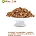 Flower 2 (180G-Chicory Root) - Buy Online on GoSupps.com