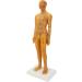 High-Quality Acupuncture Point Body Model - Exquisite Craftsmanship & Practical Accessories for Training - Buy Online on GoSupps.com
