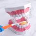 LVCHEN 2 Times Teeth Model with Toothbrush - Dental Large Teeth Model for Kids Dental Teaching Study - Buy Online on GoSupps.com