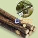 Buy Matatabi Cat Mint Sticks - 40 Pieces for Dental Care | Catnip Toys for Cats - Buy Online on GoSupps.com