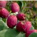 Prickly Pear Seed Oil Organic Cold Pressed Unrefined Natural 2 Fl Oz. - Buy Online on GoSupps.com