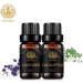 Aromatherapy Lavender Essential Oils Set 100% Pure Eucalyptus Scent Essential Oils Set 2X10ml Therapeutic Grade Eucalyptus Aromatherapy Essential Oils Lavender Fragrance Kit for Diffuser Humidifier - Buy Online on GoSupps.com