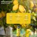 Benvolio Bio Lemon Oil 250ml - Cold Pressed Olive Oil with Real Lemon - Perfect for Salads Meat & Fish - 100% Natural Rich in Vitamins E & C - Buy Online on GoSupps.com