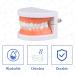 Dental Teeth Model with Dentures & Toothbrush | Educational Prosthesis Model for Kids | Best Dental Teaching Tools & Study Supplies - Buy Online on GoSupps.com