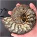 Stone Crafts Natural Conch Slice Stones and Minerals Specimen - Buy Online on GoSupps.com
