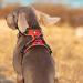 Truelove No Pull Dog Harness - Reflective Adjustable Soft Padded Pet Vest with Handle | TLH56512 XS Fuchsia - International Shipping - Buy Online on GoSupps.com