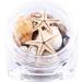 2 Boxes 3d Natural Nail Art Decoration Mini Conch Shells Starfish Sea Beach Ornaments Manicure Tools for Diy - Buy Online on GoSupps.com