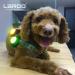 Laroo Safety LED Lights for Dogs & Cats - USB Rechargeable Waterproof Night Walking Collar Light (Green) - Buy Online on GoSupps.com