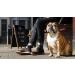 Bulldog Skincare Beard Care Kit 350g - Complete grooming solution for a well-maintained beard - Buy Online on GoSupps.com