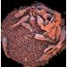 KOPABANA Organic Alligator Pepper Seeds - Premium Mbongo Spice | 1oz Grains of Paradise - Buy Online on GoSupps.com