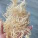 Sea Moss Dried Sea Vegetable Seaweed 300g - Buy Online on GoSupps.com
