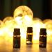 Buy Christmas Essential Oils Gift Set - Premium Fragrance Oils for Home & Diffuser (Pack of 6) - Festive Scents: Tree Cookie Cranberry & More - Buy Online on GoSupps.com