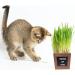 Certified Organic Cat Grass Kit with 3 Wooden Planters - Perfect Gift for Indoor Cats - Buy Online on GoSupps.com