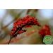 Sumac Spice Powder 4 oz - Ground Turkish Sumac Seasoning | Middle Eastern Spices - Eat Well Premium Food - Buy Online on GoSupps.com