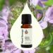 Plant Therapy Thyme Thymol Essential Oil 10 mL (1/3 oz) 100% Pure Undiluted Natural Aromatherapy for Immune Support and Digestive Relief - Buy Online on GoSupps.com