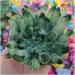 Crystal Rough Twinkling Green Ghost Quartz Crystal Cluster Specimen - Buy Online on GoSupps.com
