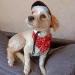 Shop Suliudaji Dog Bandanas & Neckerchiefs | Adjustable Triangle Scarves for Dogs & Cats - Perfect for All Sizes - Buy Online on GoSupps.com