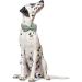 Shop Lionet Paw's Comfortable Silk Green Dog Collar with Removable Fly for Large Dogs - Neck Size 40-60cm - 1 Pack - Buy Online on GoSupps.com