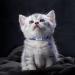 Tagme Cat Neck Band 2-Pack - Reflective Safety Collar with Name & Address Shield for Kittens | Adjustable 15-20 cm Sky Blue & Navy Blue - Buy Online on GoSupps.com
