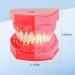 Teeth Eruption Development Model | Visualize Deciduous to Permanent Teeth Transition | International Shipping Available - Buy Online on GoSupps.com