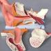 Scientific Research Human Ear Model 5 Times Life-Size Model with 6 Parts Showing Major Regions of The Ear Teaching Supplies - Buy Online on GoSupps.com