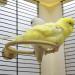 Multi-Function Caged Bird Bath Bird Cage Parrot Supplies Bathing Tub for Canary Finch Budgerigar Perch Stand(4.5") - Buy Online on GoSupps.com