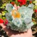 Specimen 500-600g Quartz Cluster Natural Green Ghost Crystal Cluster Inlaid with Yellow Specimen Reiki Crystal Stone - Buy Online on GoSupps.com