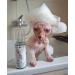 Kotomoda Probiotic Shampoo for Sphynx Cats 4.05 oz - Gentle Cleansing for Sensitive Skin - Buy Online on GoSupps.com