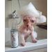 Kotomoda Probiotic Shampoo for Sphynx Cats 120ml with Foam Generator - Gentle Cleansing for Sensitive Skin - Buy Online on GoSupps.com