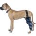 Dog Back Leg Support Dog Elbow Knee Brace Help Help Dog Keep The Joint Stable Pet Dog Hind Legs Protector|Blue (Right Leg L) right leg L - Buy Online on GoSupps.com