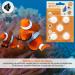 BPS 10x Weekend Fish Food 3 Days for All Kinds of Aquarium Fish Food Blocks BPS-4126*2 - Buy Online on GoSupps.com