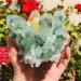 Specimen 500-600g Quartz Cluster Natural Green Ghost Crystal Cluster Inlaid with Yellow Specimen Reiki Crystal Stone