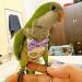 Washable Reusable Bird Diapers 6Pcs Set - Waterproof Inner Layer Flight Suit for Budgie Parakeet Cockatiel - Small Pet Birds Nappy Kit - Buy Online on GoSupps.com