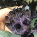 Natural Crystal Rough Home Decoration Natural Amethyst Quartz Crystal Cluster Phantom Quartz Raw Specimen for Home Decoration Stones (Color : 700-800g) - Buy Online on GoSupps.com