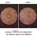 Lumeva Peel Shot Lumeva Visage Point Noir Exfoliant Visage Cor en 80 ml S rum Exfoliant Riz Noir & Blanc Nettoyage en Profondeur des Pores limination des Points Noirs Tous Types de Peau - Buy Online on GoSupps.com