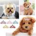 10Pcs Crown Shape Pet Hairpin 5 Colors Pet Hair Clip Grooming Hair Accessories for Small Medium Dogs Multicolour (47) - Buy Online on GoSupps.com