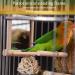 Fainfun Bird Mirror with Perch - 10x10 cm Budgie Toy Wooden Bird Stand with Mirror for Parrots Pigeons & Canaries - Buy Online on GoSupps.com