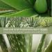 Pure Aloe Vera Macerated Oil - Natural Body Face & Hair Moisturizer - 250 ml for Massage & Hydration - Buy Online on GoSupps.com