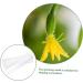 VANZACK Horticulture 3pcs Vegetable Shaping Mold Vegetables Growing Mold Shape Mold for Vegetable Flower Shape Watermelon - Buy Online on GoSupps.com